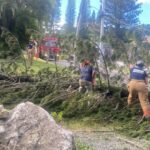 Bomberos de la Brigada Voluntaria de Santiago Remueven Pino Gigante Caído en La Rinconada